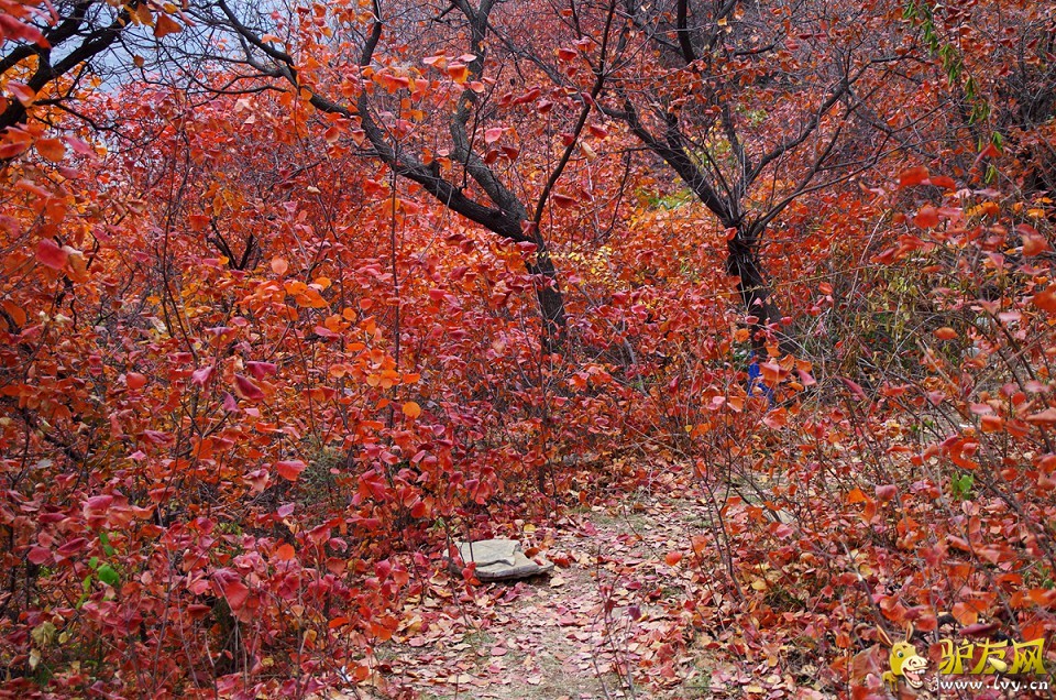 IMGP4076_副本.jpg