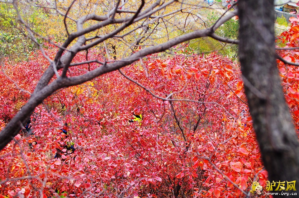 IMGP4082_副本.jpg